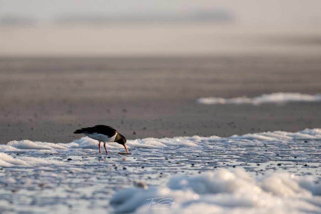 Eurasian oystercatcher searching for food in the frozen sea in winter